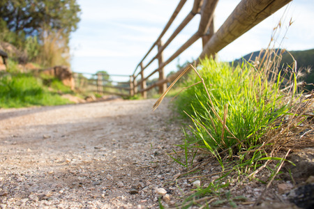 Bright spring grass field with sunlight