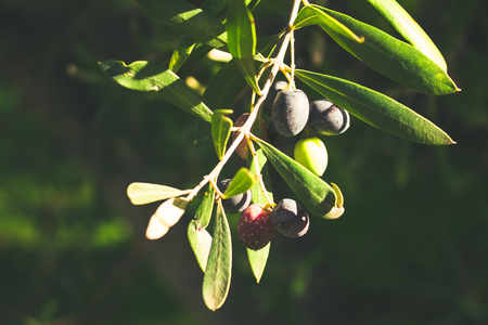 Ripe olives on a branchの写真素材