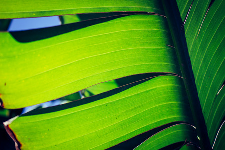 Palm tree leaves closeup photoの写真素材