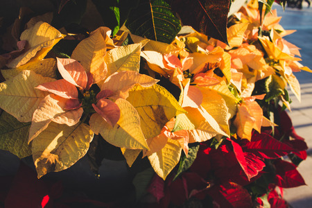 Poinsettia flower closeup photoの写真素材