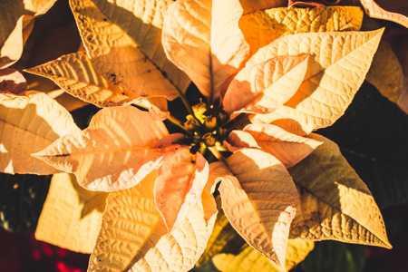 Poinsettia flower closeup photoの写真素材