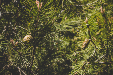 Pine cones. Cones on pine branches and sunlight.