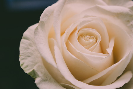 White rose. White wedding rose close up isolated on dark background.の写真素材