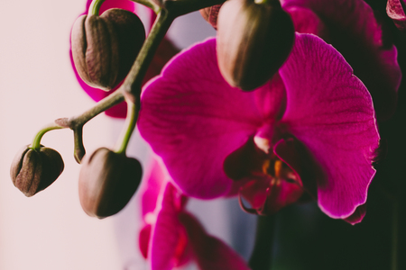 Purple orchid. Closeup selected focus purple color beautiful tropical orchid flower.の写真素材