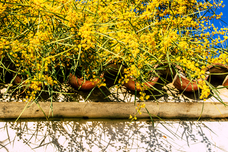 Mimosa. Blooming mimosa tree. Mimosa Spring Flowers Easter background.の写真素材