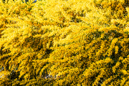 Mimosa. Blooming mimosa tree. Mimosa Spring Flowers Easter background.の写真素材