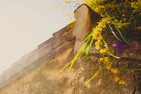 Mimosa. Blooming mimosa tree. Mimosa Spring Flowers Easter background.の写真素材