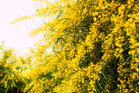 Mimosa. Blooming mimosa tree. Mimosa Spring Flowers Easter background.の写真素材