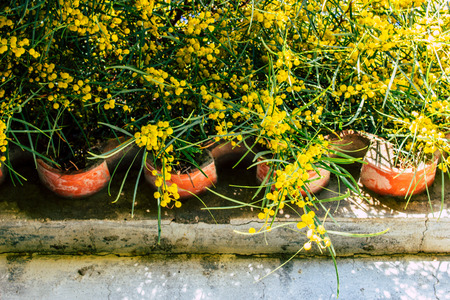 Mimosa. Blooming mimosa tree. Mimosa Spring Flowers Easter background.の写真素材