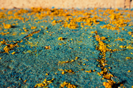 Mimosa. Fallen mimosa flowers on the floor.の写真素材