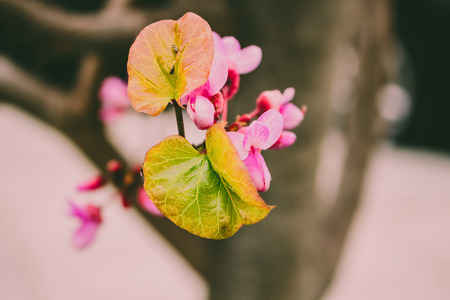 Cercis siliquastrum. Blooming spring tree with pink flowers.