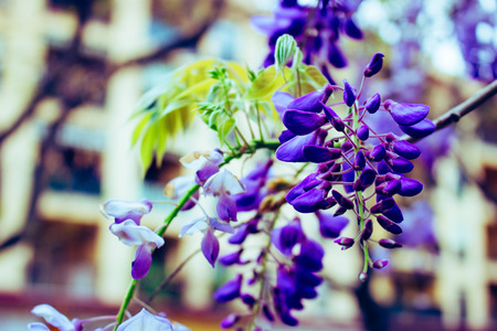 Acacia. Violet and white acacia, spring flowering plant.の写真素材