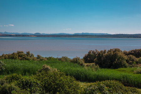 Lagoon. Flamingo on the lagoon "Fuente De Piedra".の写真素材