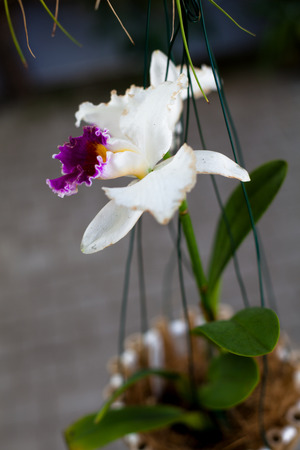 Orchid. Colorful orchids in flower. Blooming orchid in orchidarium.の写真素材