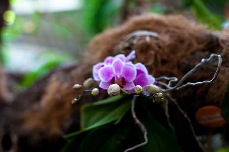 Orchid. Colorful orchids in flower. Blooming orchid in orchidarium.の写真素材