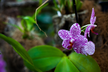 Orchid. Colorful orchids in flower. Blooming orchid in orchidarium.の写真素材