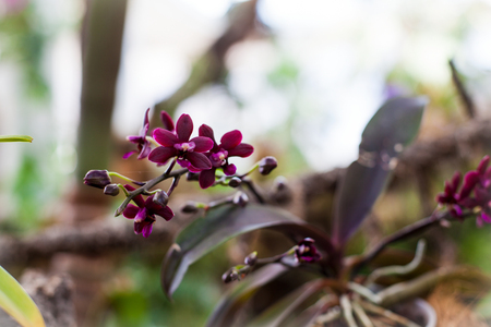 Orchid. Colorful orchids in flower. Blooming orchid in orchidarium.の写真素材