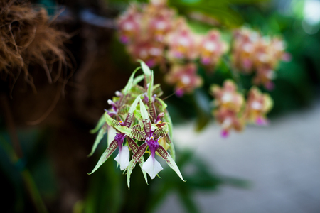 Orchid. Colorful orchids in flower. Blooming orchid in orchidarium.の写真素材