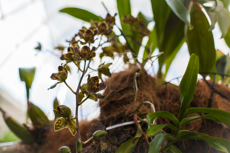 Orchid. Colorful orchids in flower. Blooming orchid in orchidarium.の写真素材