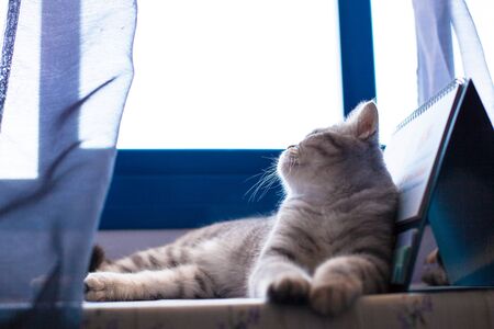 Scottish Straight. Cute cat portrait, happy pet.の写真素材