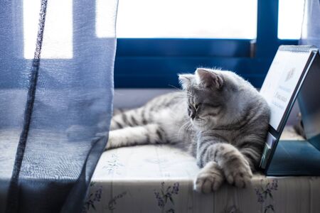 Scottish Straight. Cute cat portrait, happy pet.の写真素材