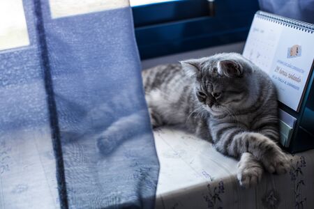 Scottish Straight. Cute cat portrait, happy pet.の写真素材