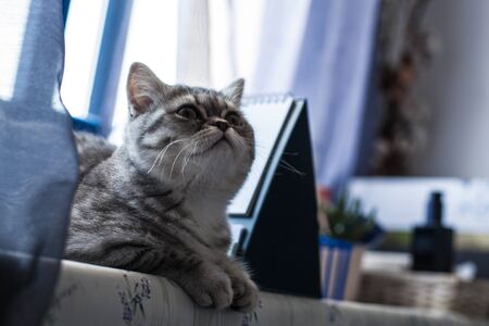 Scottish Straight. Cute cat portrait, happy pet.
