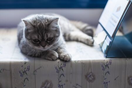 Scottish Straight. Cute cat portrait, happy pet.の写真素材