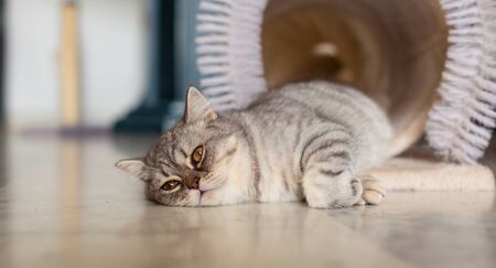 Scottish Straight. Cute cat portrait, happy pet.の写真素材