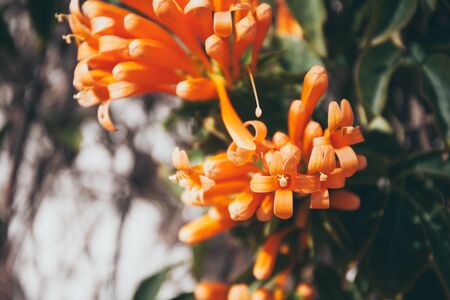 Venous Pyrostegy. Orange Trumpet blooming in garden.の写真素材