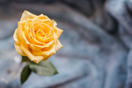 Yellow rose. A close-up of beautiful rose.の写真素材