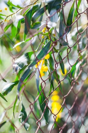 Mimosa, Acacia dealbata. Branch with yellow flowers.の写真素材