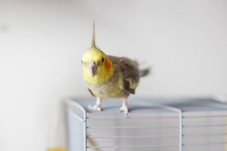 Cockatiel Portrait, cute and curious young cockatiel, close up.の写真素材