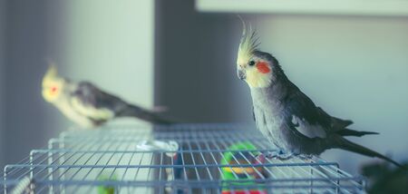 Cockatiel Portrait, cute and curious young cockatiel, close up.