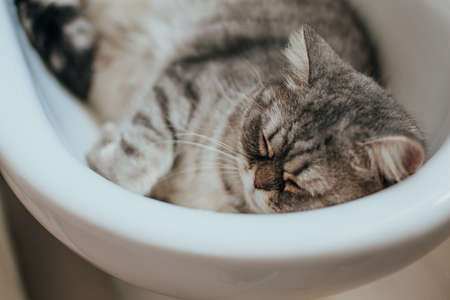 Scottish Straight. Adorable portrait of a gray cat.の写真素材