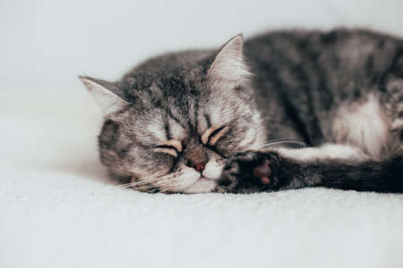 Scottish Straight. Adorable gray cat on white background.の写真素材