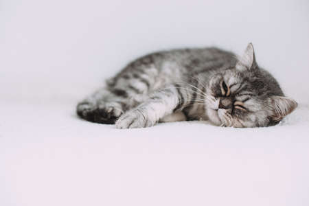 Scottish Straight. Adorable gray cat on white background.の写真素材