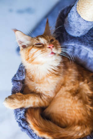 Maine Coon kitten in its gray soft home.の写真素材