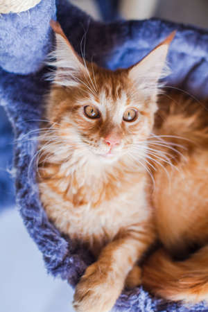 Maine Coon kitten in its gray soft home.の写真素材