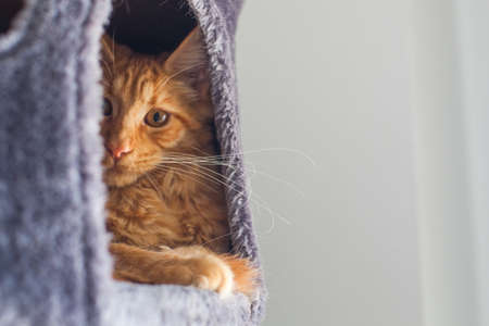 Portrait of a curious 6 month old red Maine Coon cat.の写真素材