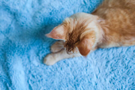 Portrait of a curious 6 month old red Maine Coon cat.の写真素材