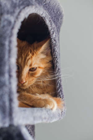 Portrait of a curious 6 month old red Maine Coon cat.の写真素材