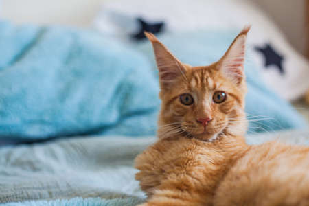 Portrait of a curious 6 month old red Maine Coon cat.の写真素材