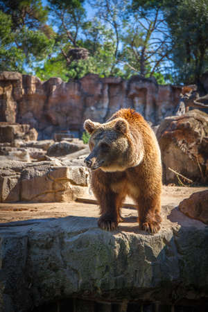 Grizzly bear in Madrid zoo, Spain. Picture taken - 26 September 2021.