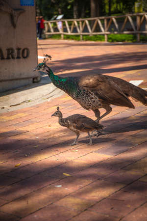 Peacock in Madrid zoo, Spain. Picture taken - 26 September 2021.の写真素材