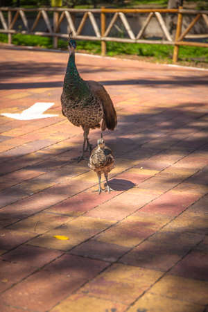 Peacock in Madrid zoo, Spain. Picture taken - 26 September 2021.の写真素材