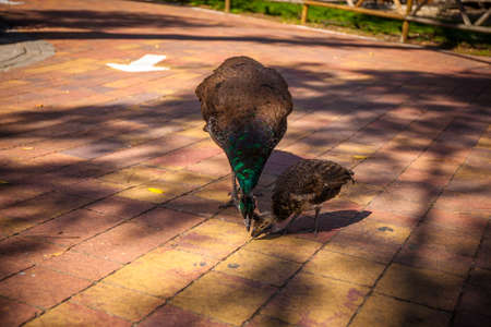 Peacock in Madrid zoo, Spain. Picture taken - 26 September 2021.の写真素材
