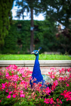 Peacock in a public park, (Retiro Park), Madrid.の写真素材