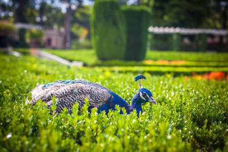 Peacock in a public park, (Retiro Park), Madrid.の写真素材