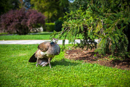 Peacock in a public park, (Retiro Park), Madrid.の写真素材